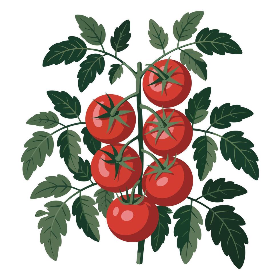Tomatoes on a branch with leaves vector