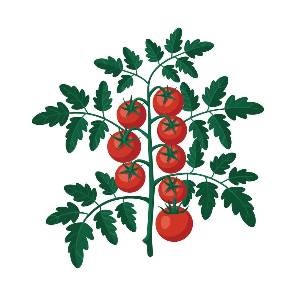 Tomato plant with ripe tomatoes illustration vector