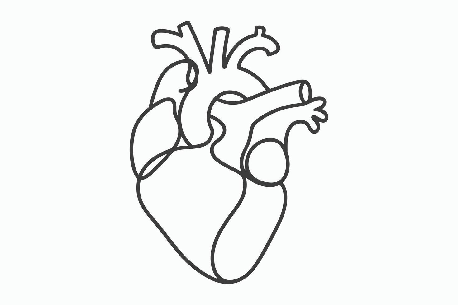 Simple line drawing of a human heart anatomy vector