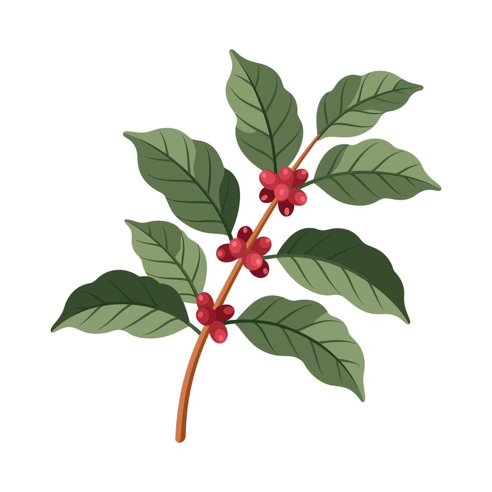 Coffee plant with red berries and green leaves illustration vector