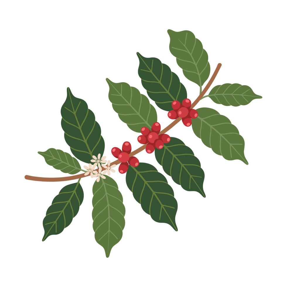 Coffee plant with red berries and green leaves vector