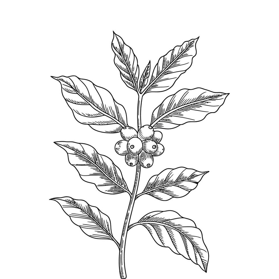 Detailed Coffee Leaf and Cherry Drawing. vector