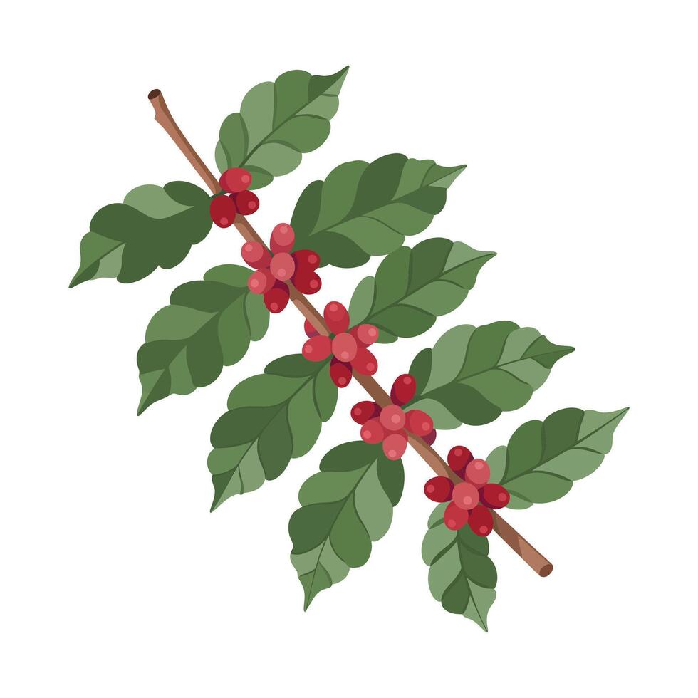 Flat Color Coffee Plant Illustration on White Background. vector