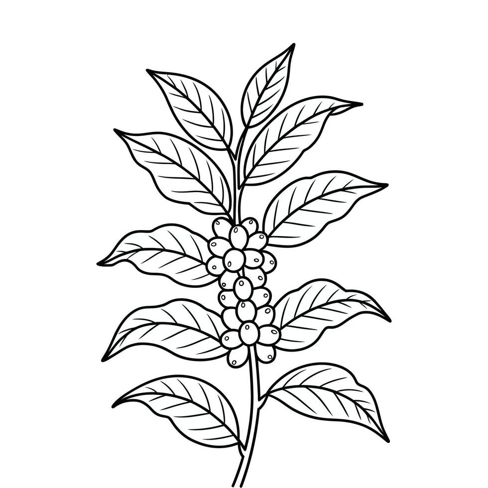 A black and white drawing of a coffee plant vector