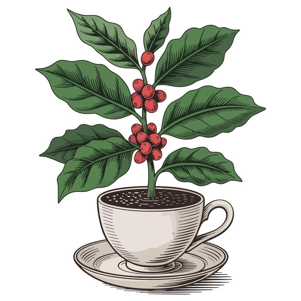 Coffee plant in a cup with leaves and berries vector