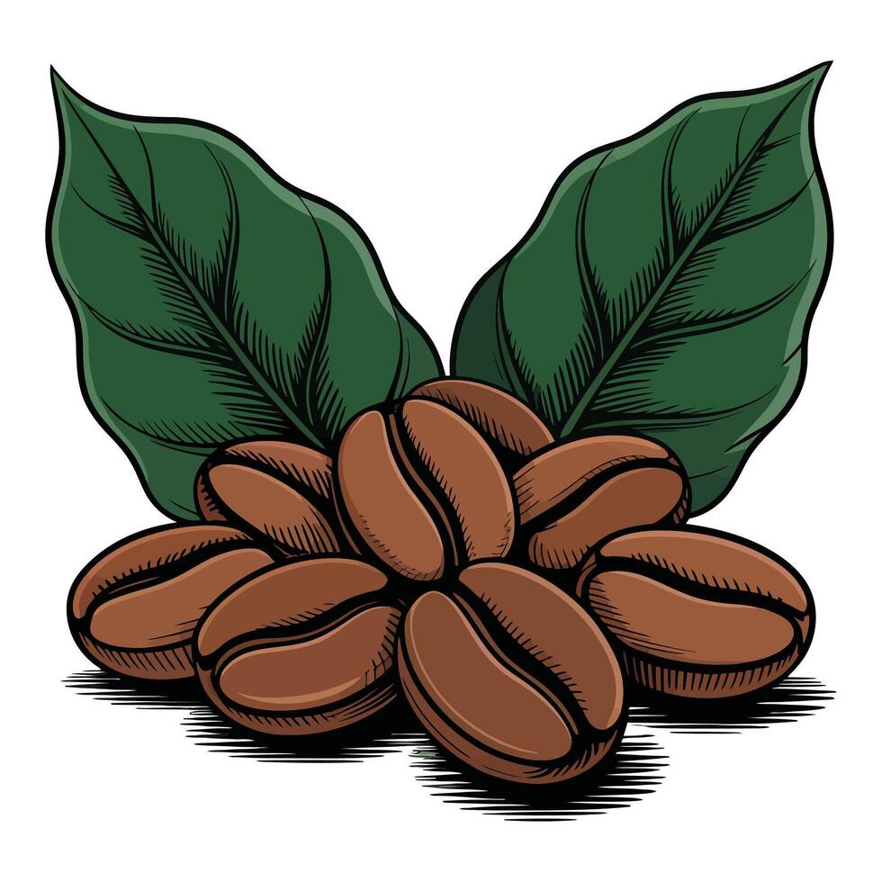 Coffee beans with leaves and leaves illustration vector