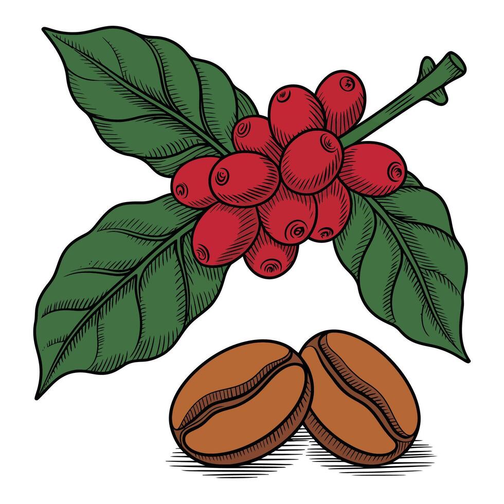 Coffee beans and leaves vector
