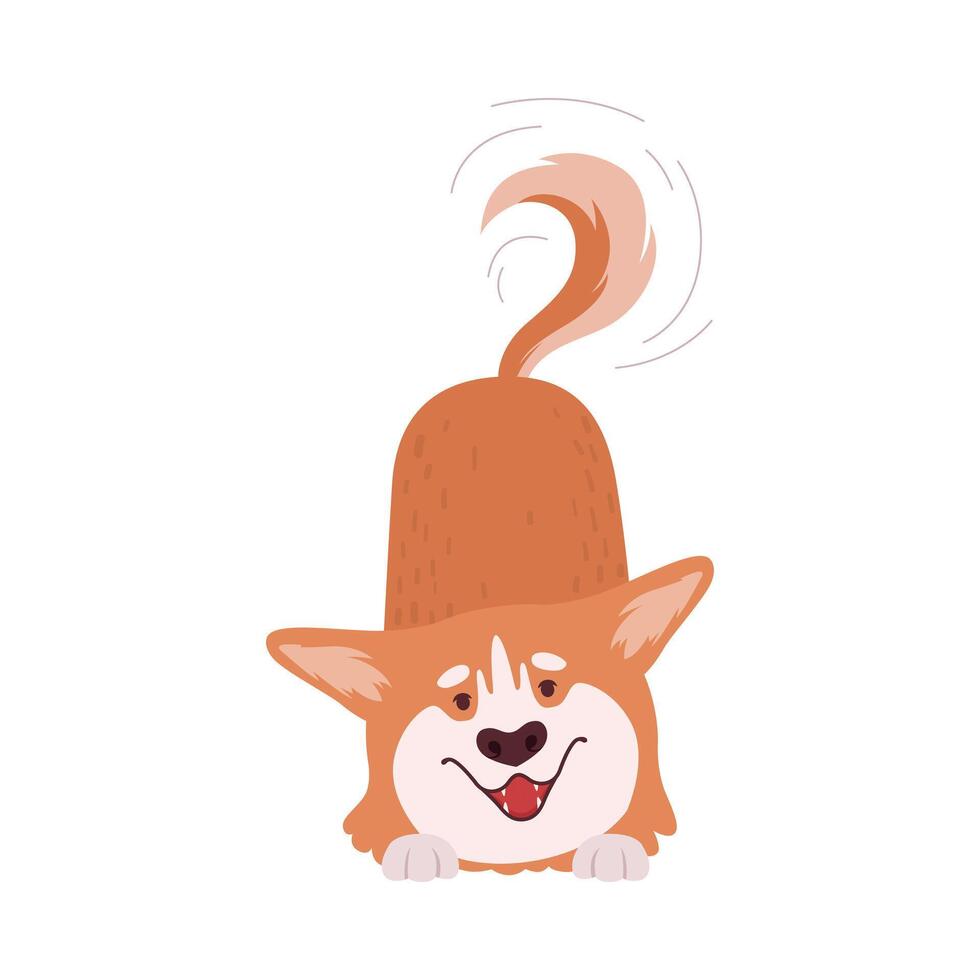 Welsh Corgi with Short Legs and Brown Coat Wagging the Tail Illustration vector