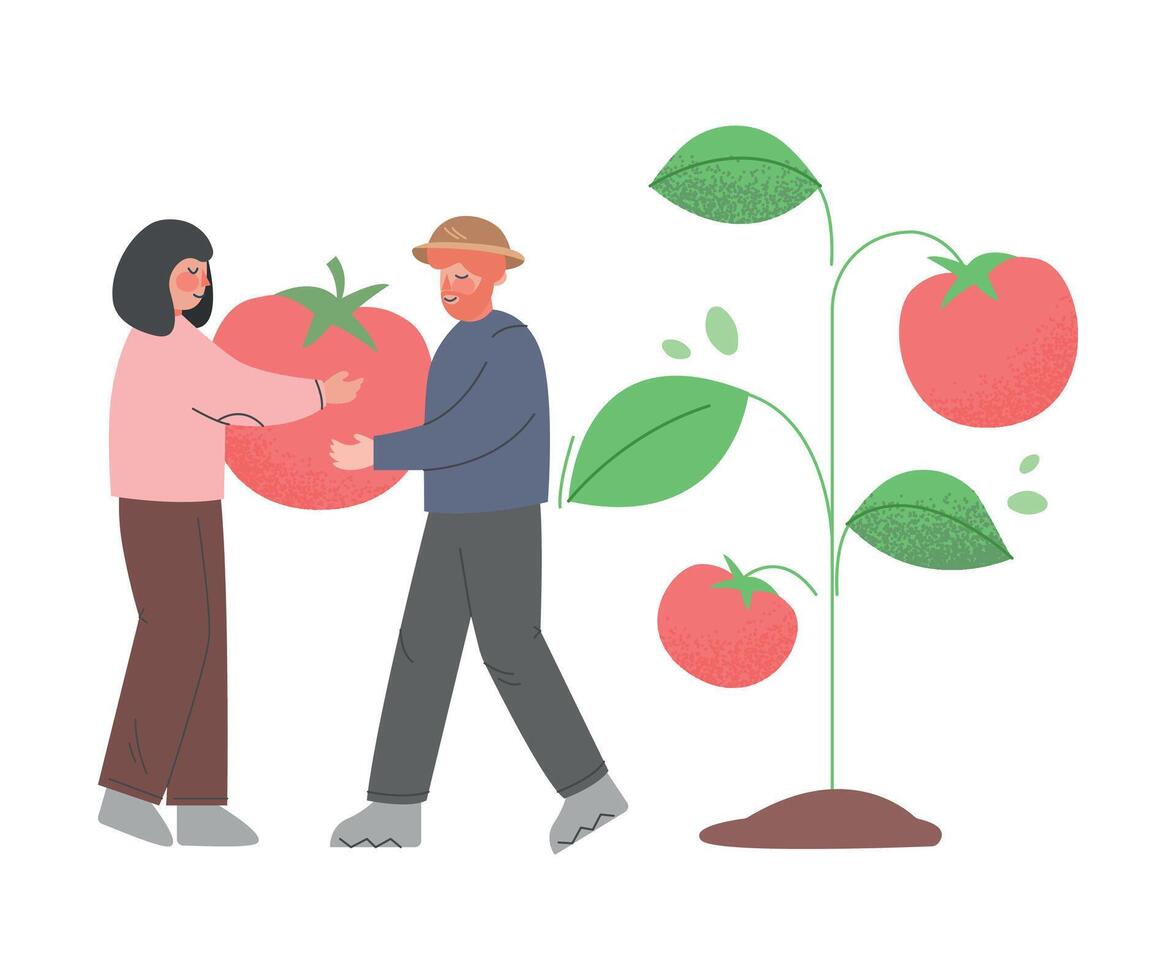 Tiny Farmers Gardeners Harvesting Huge Tomatoes, Man and Woman Agricultural Worker Characters Working in Garden Cartoon Style Illustration vector