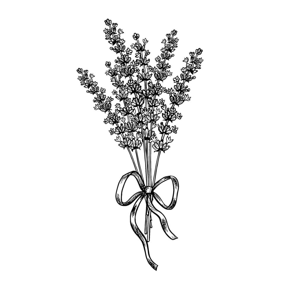A bouquet of lavender flowers tied with a ribbon bow. A black-and-white graphic illustration made by hand. A design element for packaging, postcards, and labels. For banners, flyers and posters vector