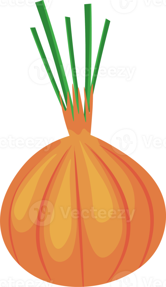 Fresh Yellow Onion as Aromatic Spice for Cooking png