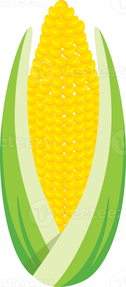 Fresh Corn with Husk Peeled Back Showing Kernels png
