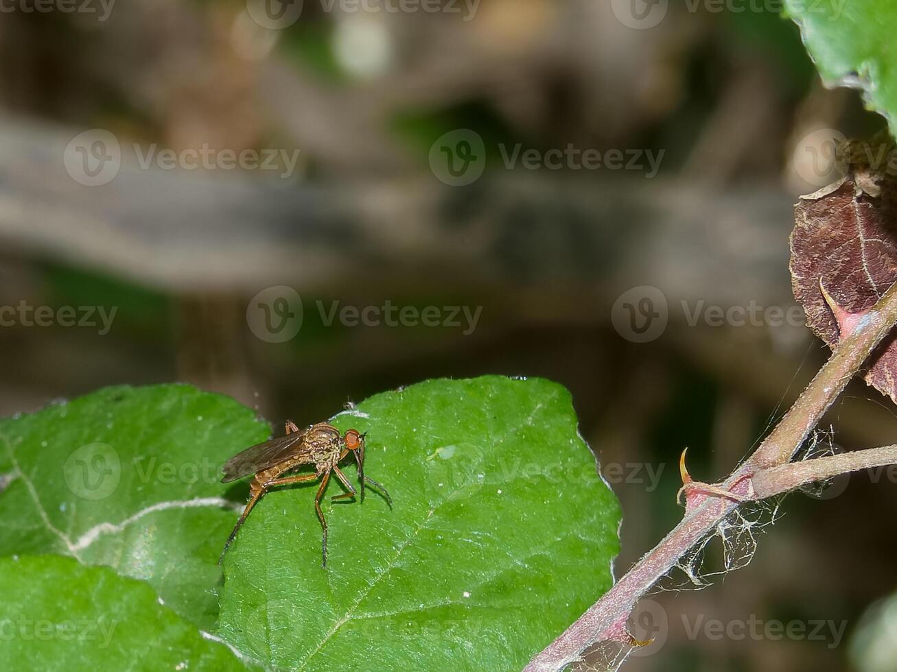 Insect resting on vibrant green leaf in a natural habitat during daylight hours photo