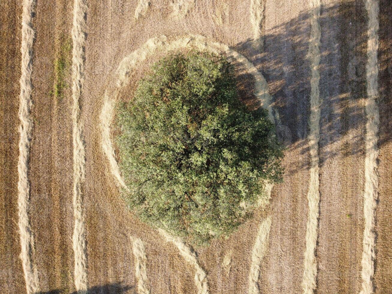 Circular tree located in the center of a harvested field showcasing farming patterns under bright sunlight photo
