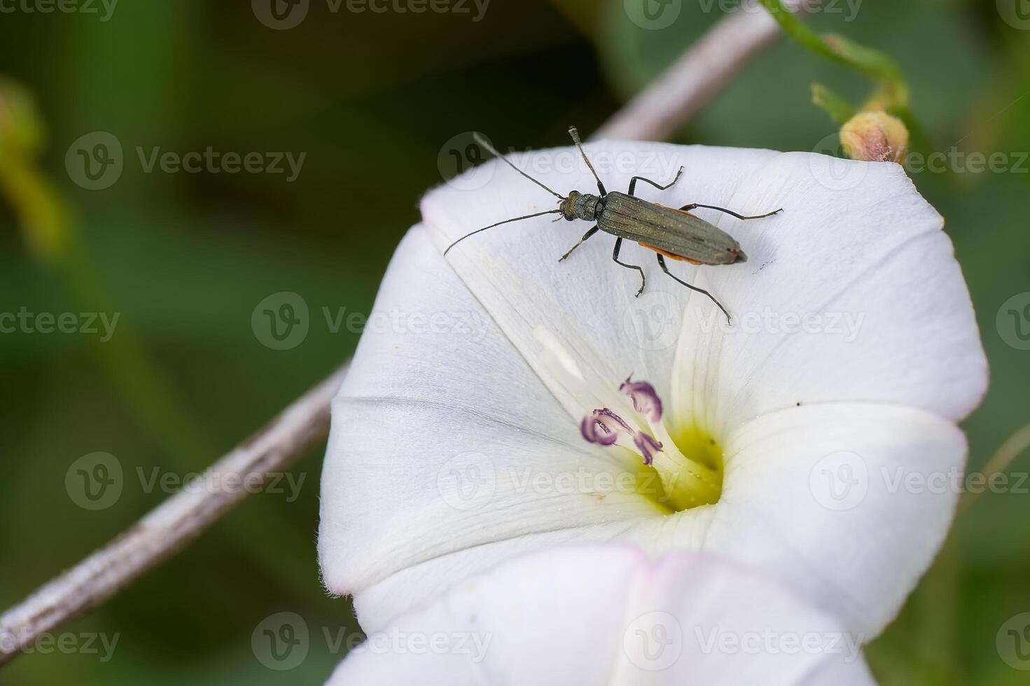 Insects exploring delicate white flowers in a vibrant natural setting during spring photo