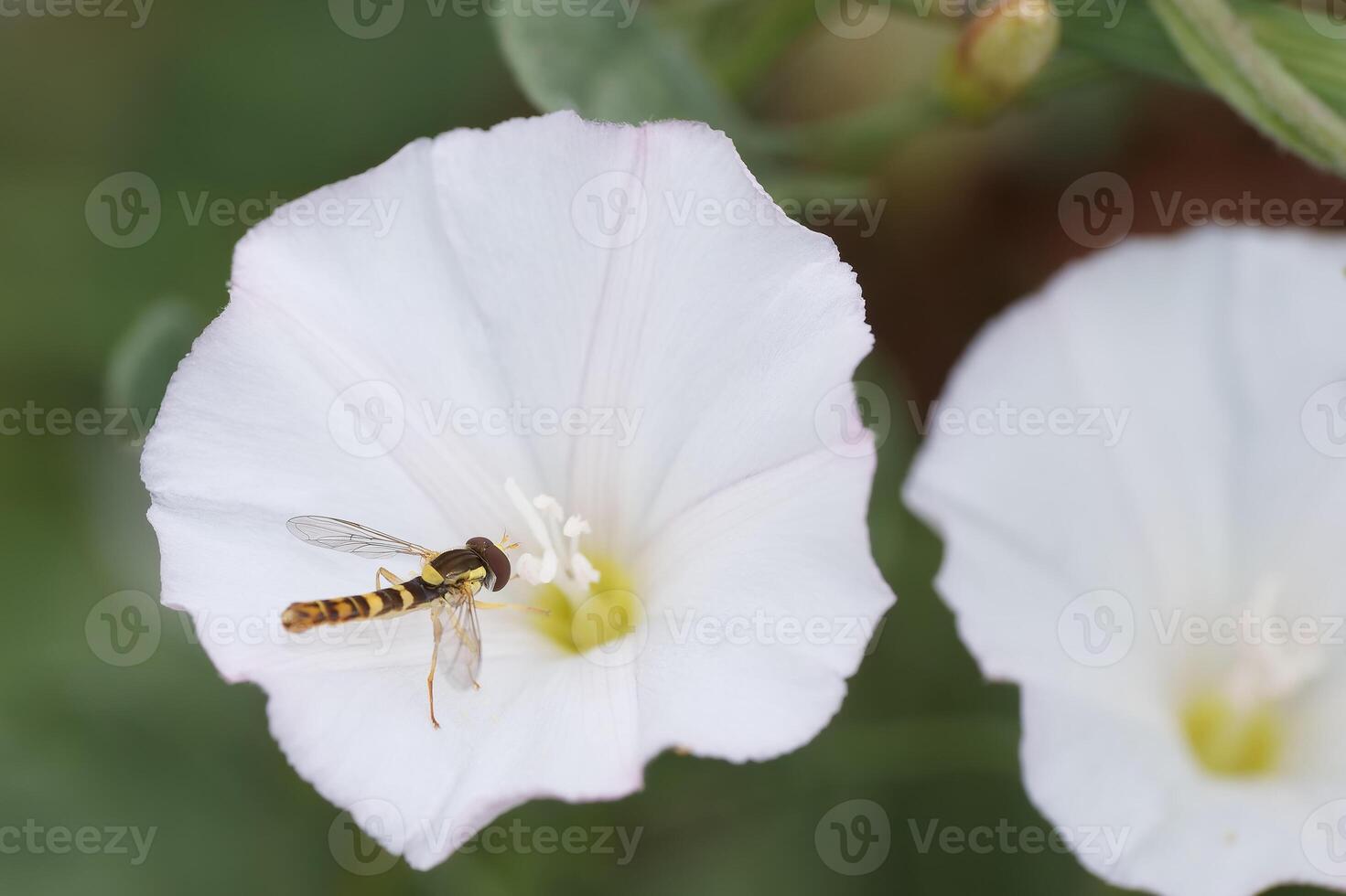 Yellow and black bee hovering over white flower during daytime in a garden in springtime photo