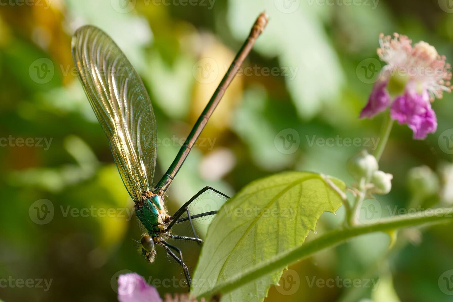 Close up view of a vibrant green dragonfly perched on a leaf near blooming flowers on a sunny day photo