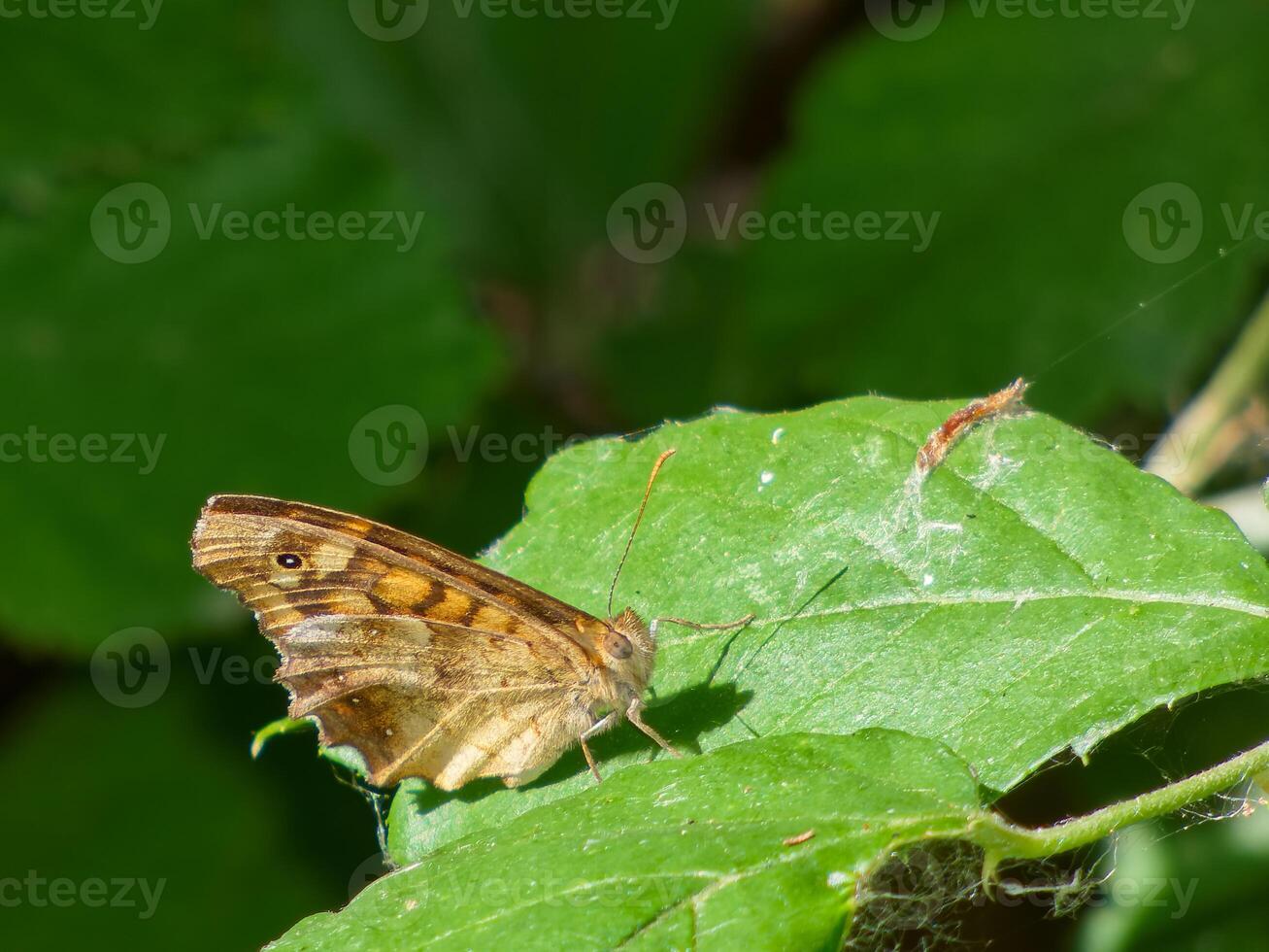 Butterfly resting on a green leaf in a lush garden during daytime in the summer season photo