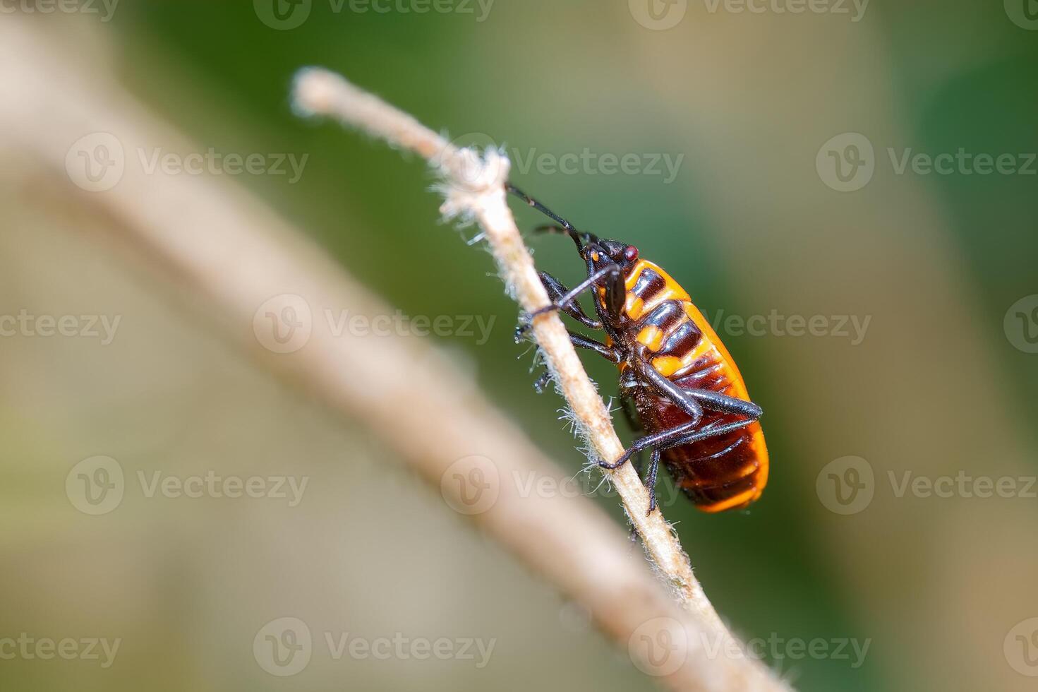 Close up view of a colorful insect resting on a twig in a natural habitat during daylight hours photo