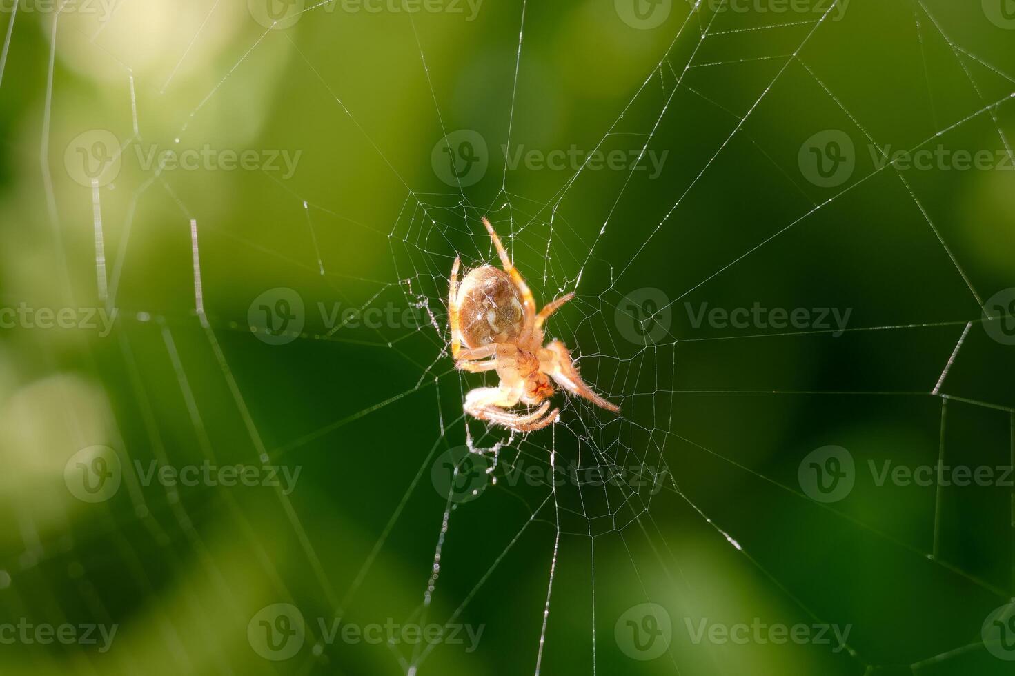 Spider weaving intricate web in a lush green environment during daylight hours photo