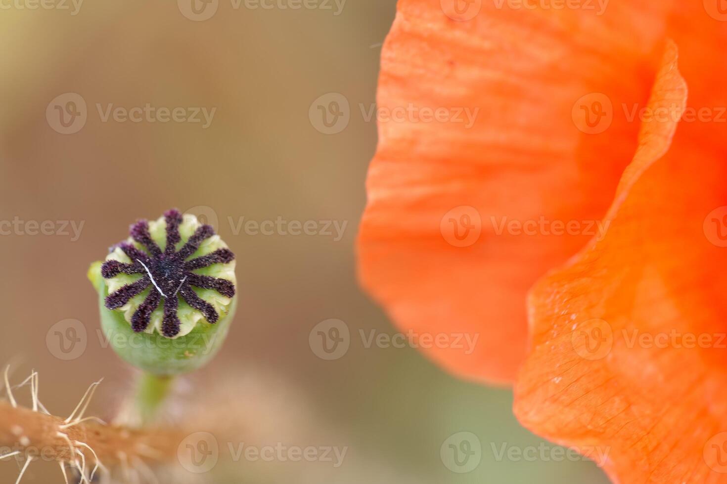 Close up of a vibrant orange poppy flower and its seed pod in a lush garden during springtime photo