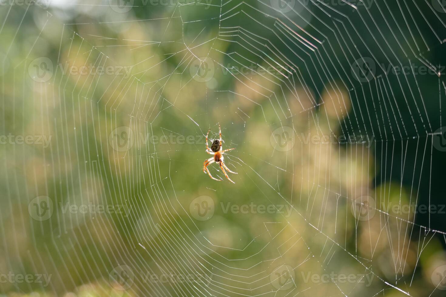 Spider weaving a delicate web in a sunlit garden during the early afternoon photo