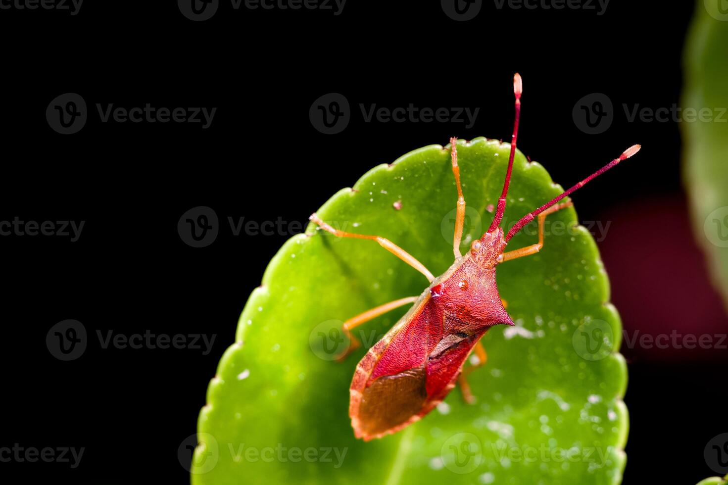 Close up view of a vibrant red insect perched on a green leaf in natural habitat, showcasing intricate details and textures of nature photo