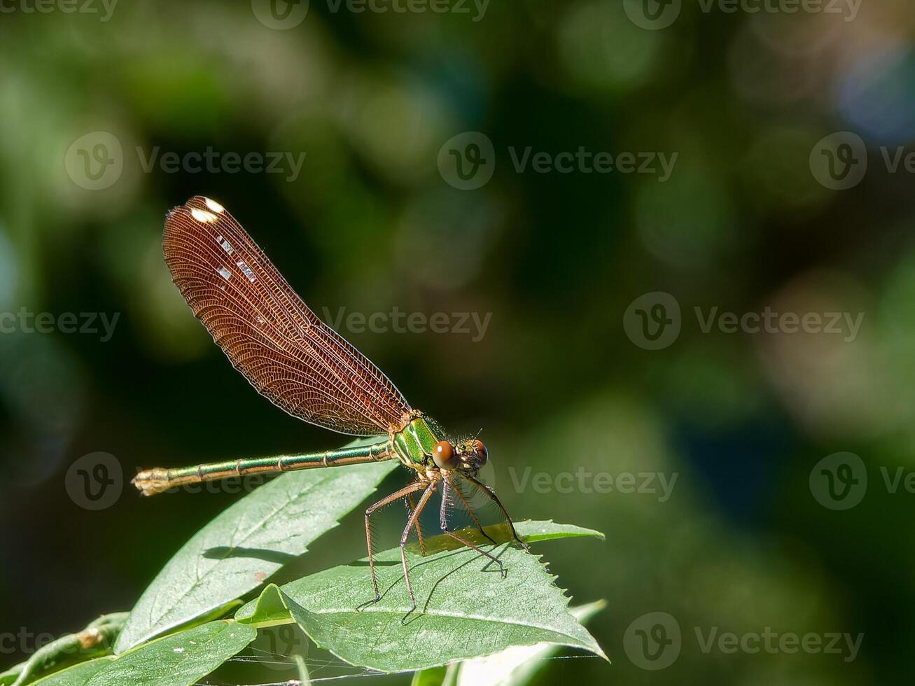 Colorful dragonfly perched on a green leaf in a lush garden during daylight photo