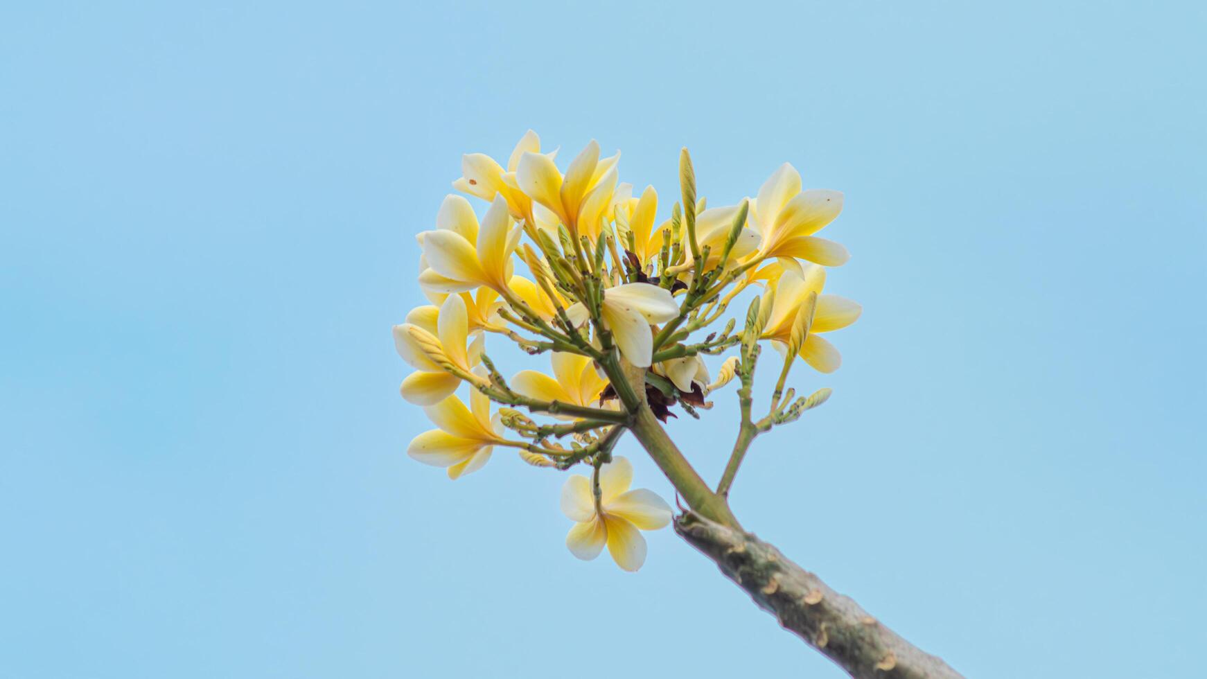 Yellow frangipani flower or Plumeria blooming against blue sky and clouds. Tropical summer floral background, spa concept, exotic nature beauty, fragrant Bali flower, fresh natural. photo