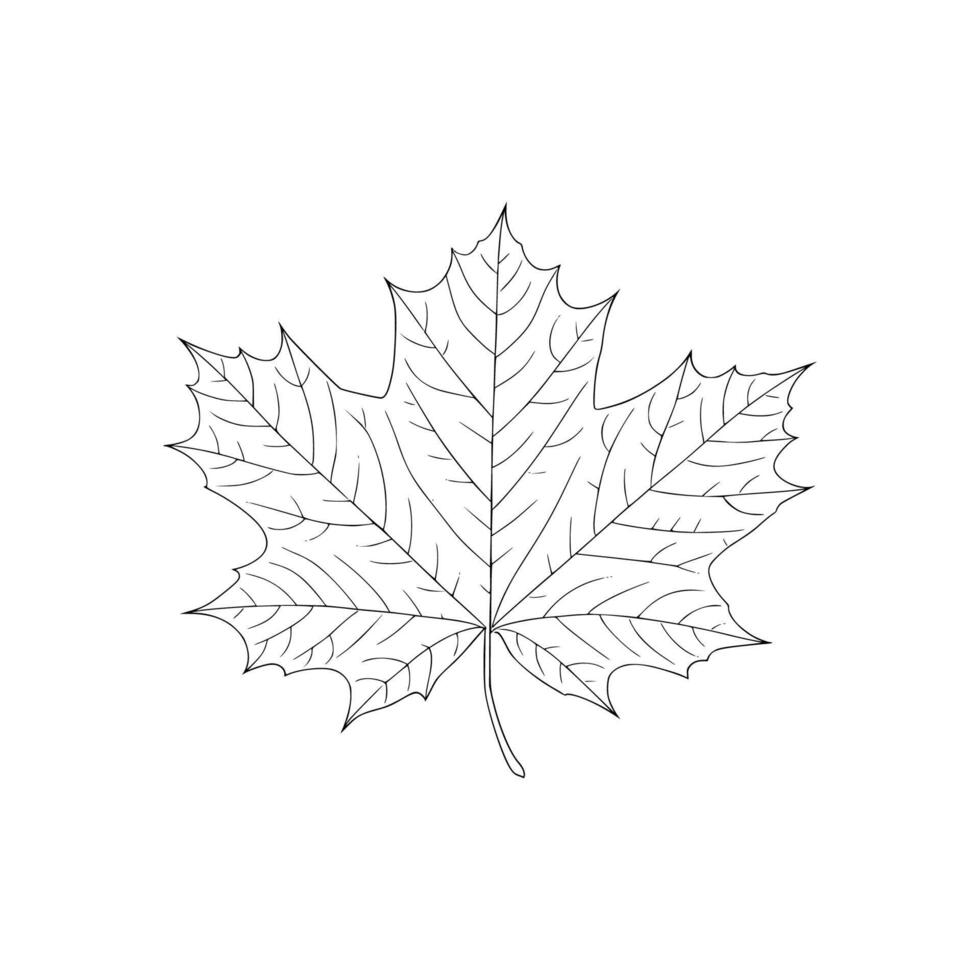 Crisp black and white line sketch of a maple leaf with distinct lobes. Ideal for seasonal graphics, botanical prints, Canadian symbols, and nature illustrations. vector