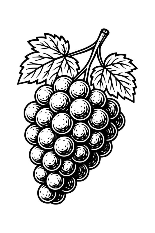 Detailed black and white line drawing of a grape bunch. Great for fruit packaging, winery visuals, or healthy food content. vector