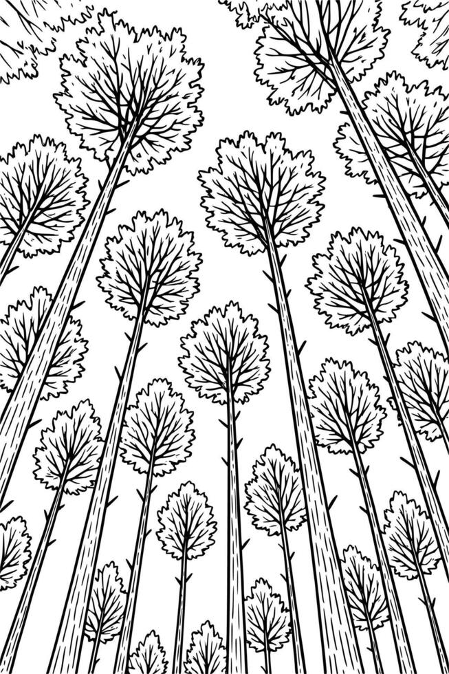 Line drawing of a tall pine tree from a low angle view. Great for forest illustrations, outdoor designs, camping graphics, and educational materials. vector