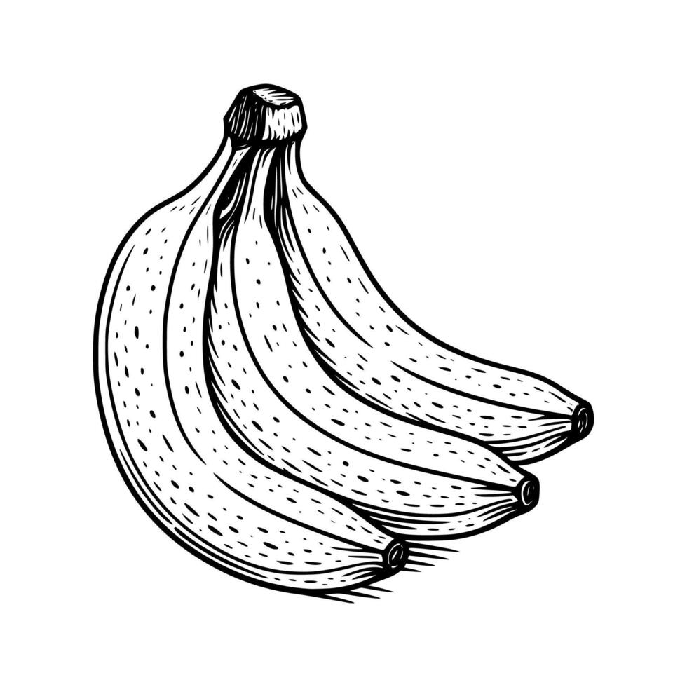 banana drawing in clean line style. Great for healthy food branding, smoothie recipes, childrens illustrations, and tropical-themed visuals. vector