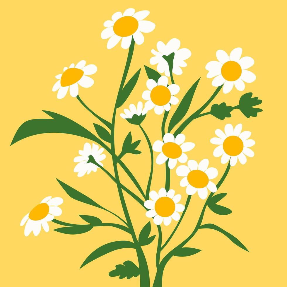 A beautiful bouquet of daisies in full bloom with white petals and yellow centers vector
