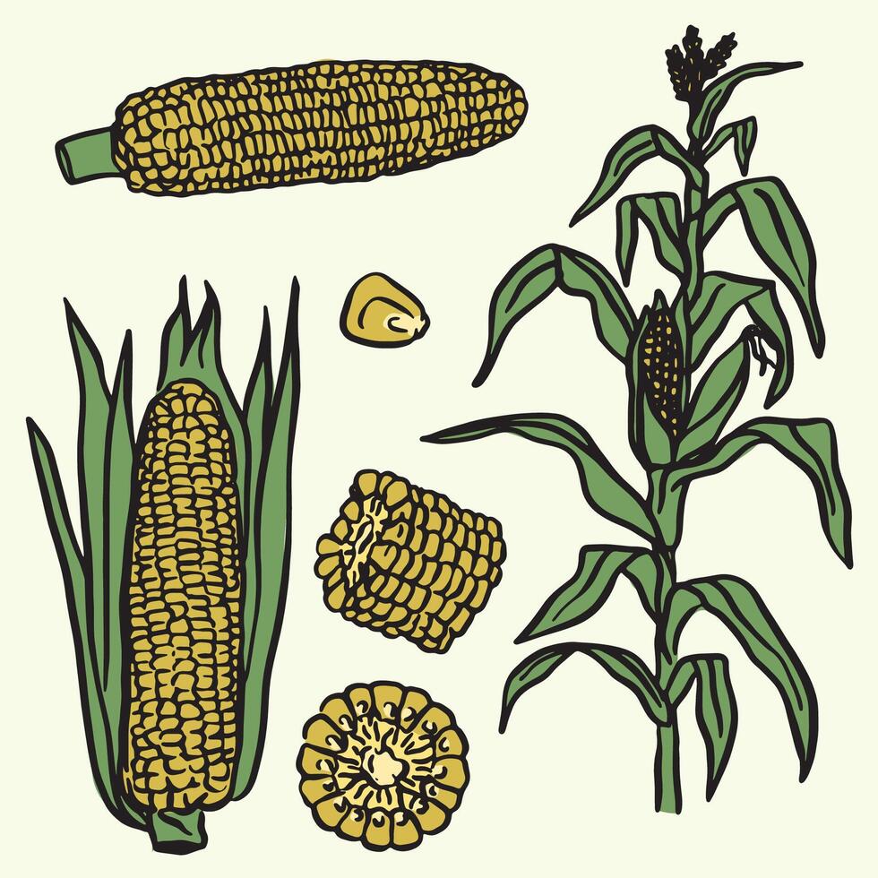 Set of doodle-style illustrations of the corn plant vector