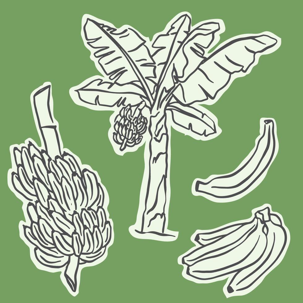 Set of doodle illustrations of banana, bunch and banana plant vector