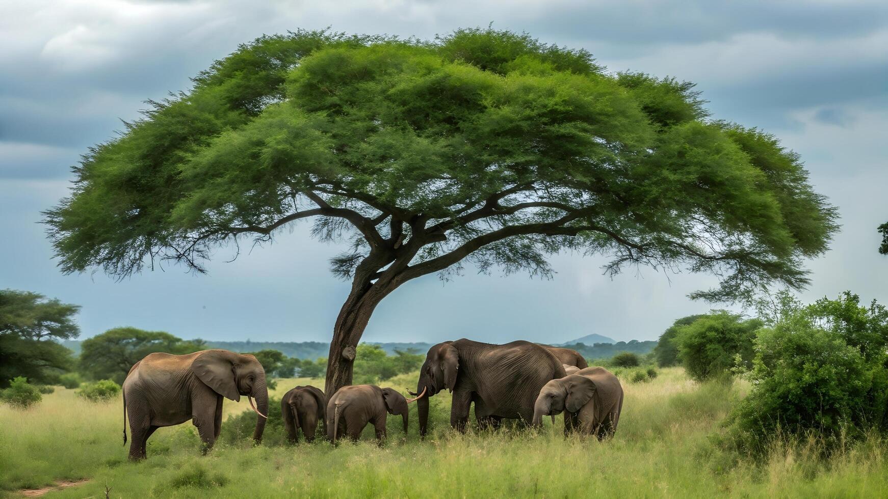 group of elephants under the big green tree photo
