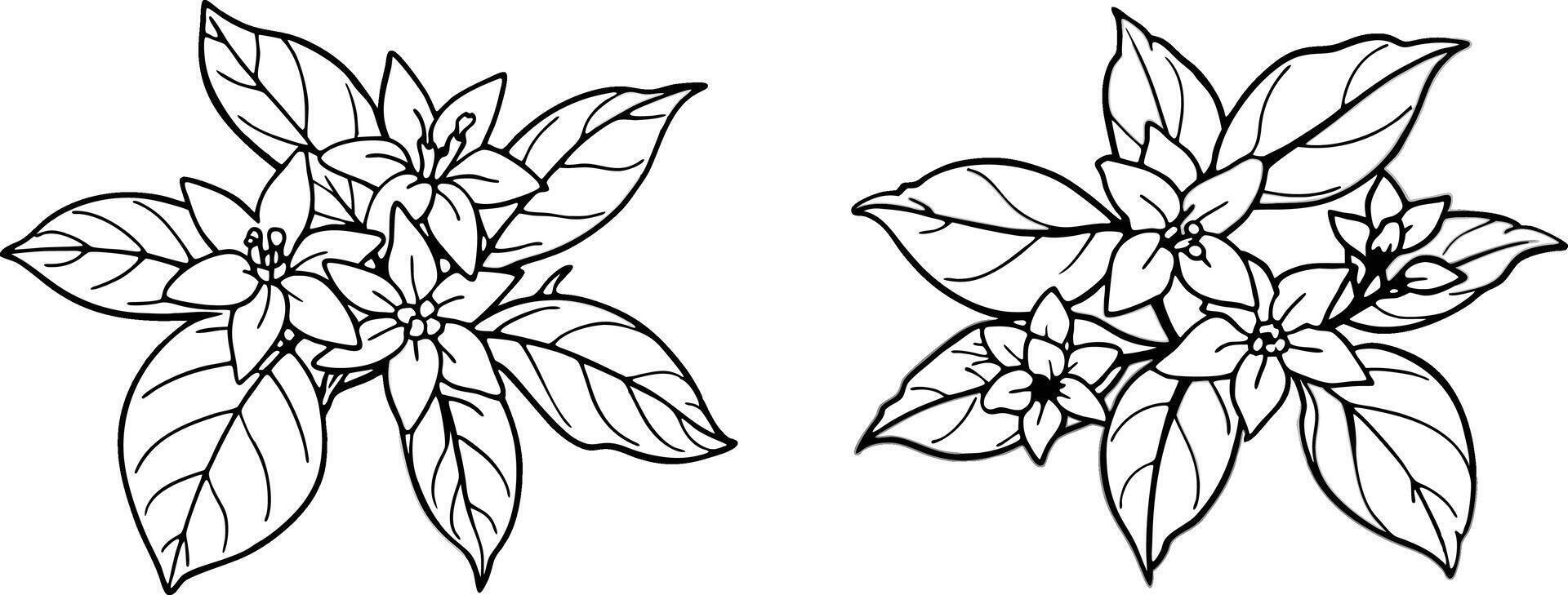 Jasmine Floral Blossoms Composition in Line Art. vector