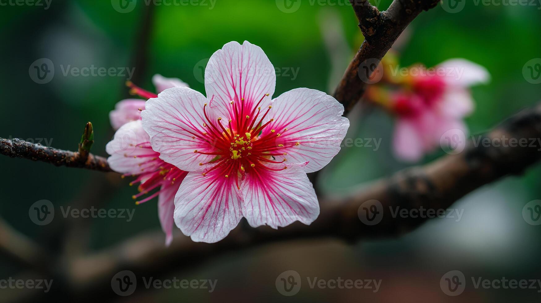 Bright flower on tree with dreamy background of nature and nature beauty photo