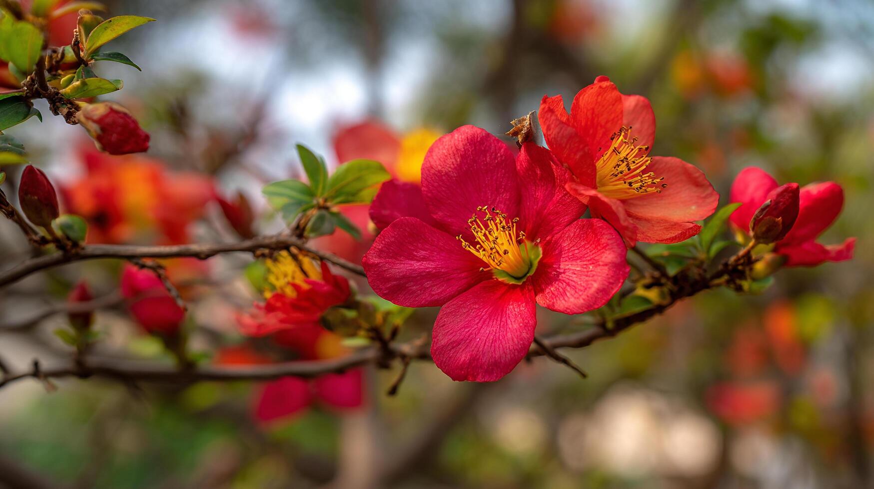 Sharp natural photo of flower resting on textured branch showing nature beauty