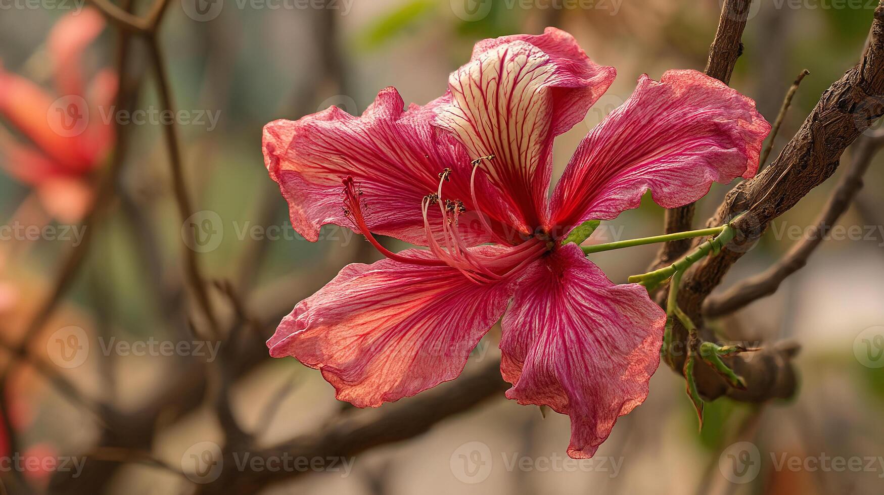 Close shot of flower in vibrant sunlight and bloom showing nature beauty photo