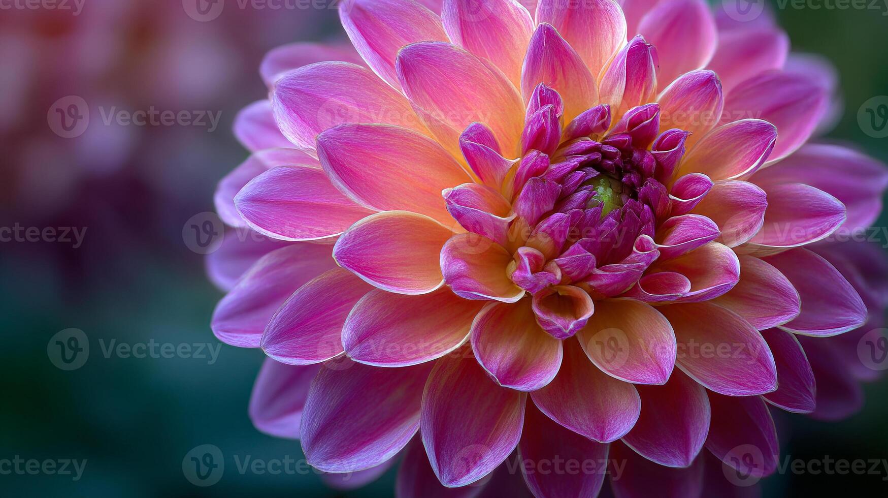 Gorgeous beautiful bloom with crisp flower focus photo