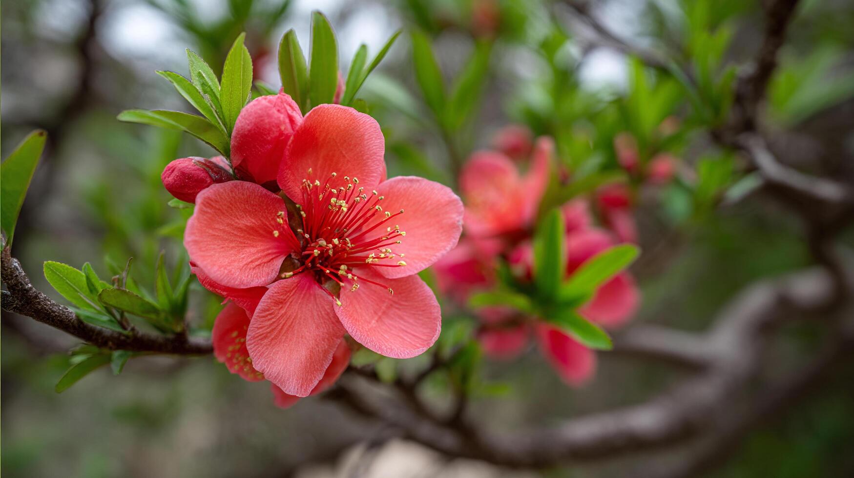 Soft sunlight adds clarity to this tree flower photo