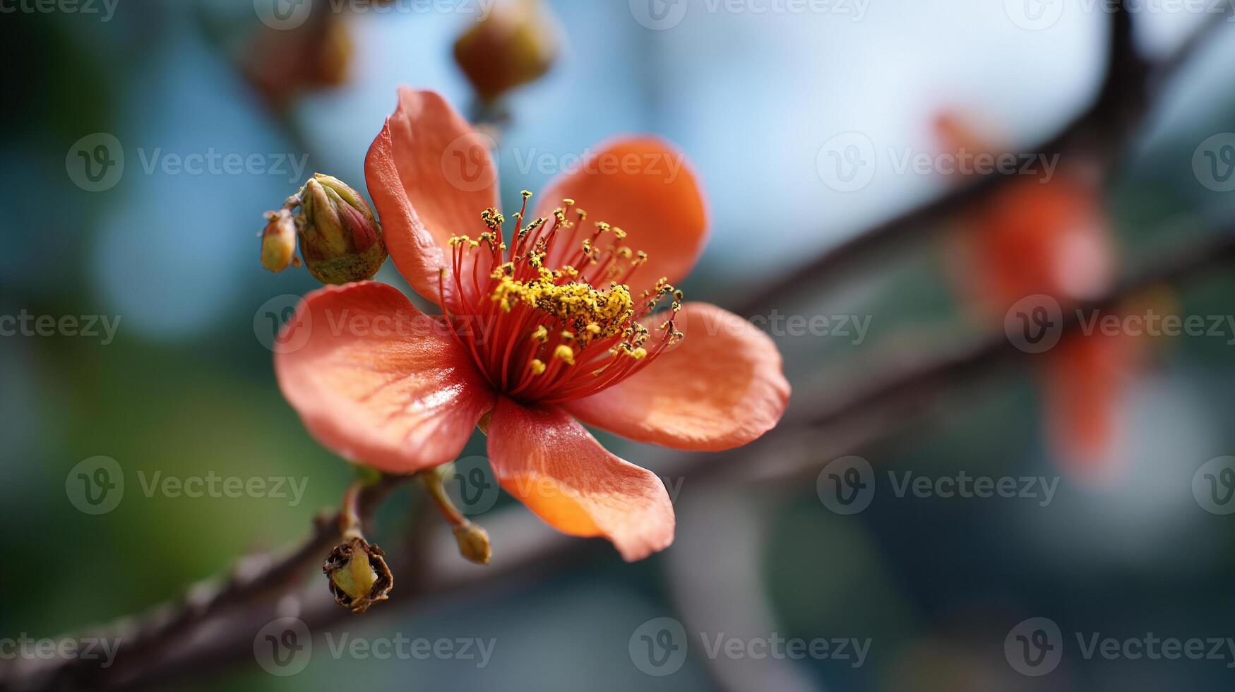 Radiant blooming flower photo on branch in springtime sunlight
