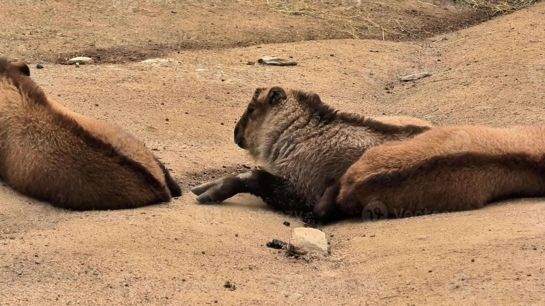 Two adorable mammals are resting peacefully and comfortably on the sandy terrain, showcasing their natural behavior photo
