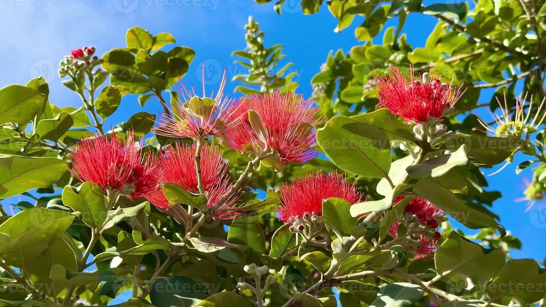 Stunning and vibrant red flowers beautifully captured in bright sunlight, framed by lush green foliage all around photo