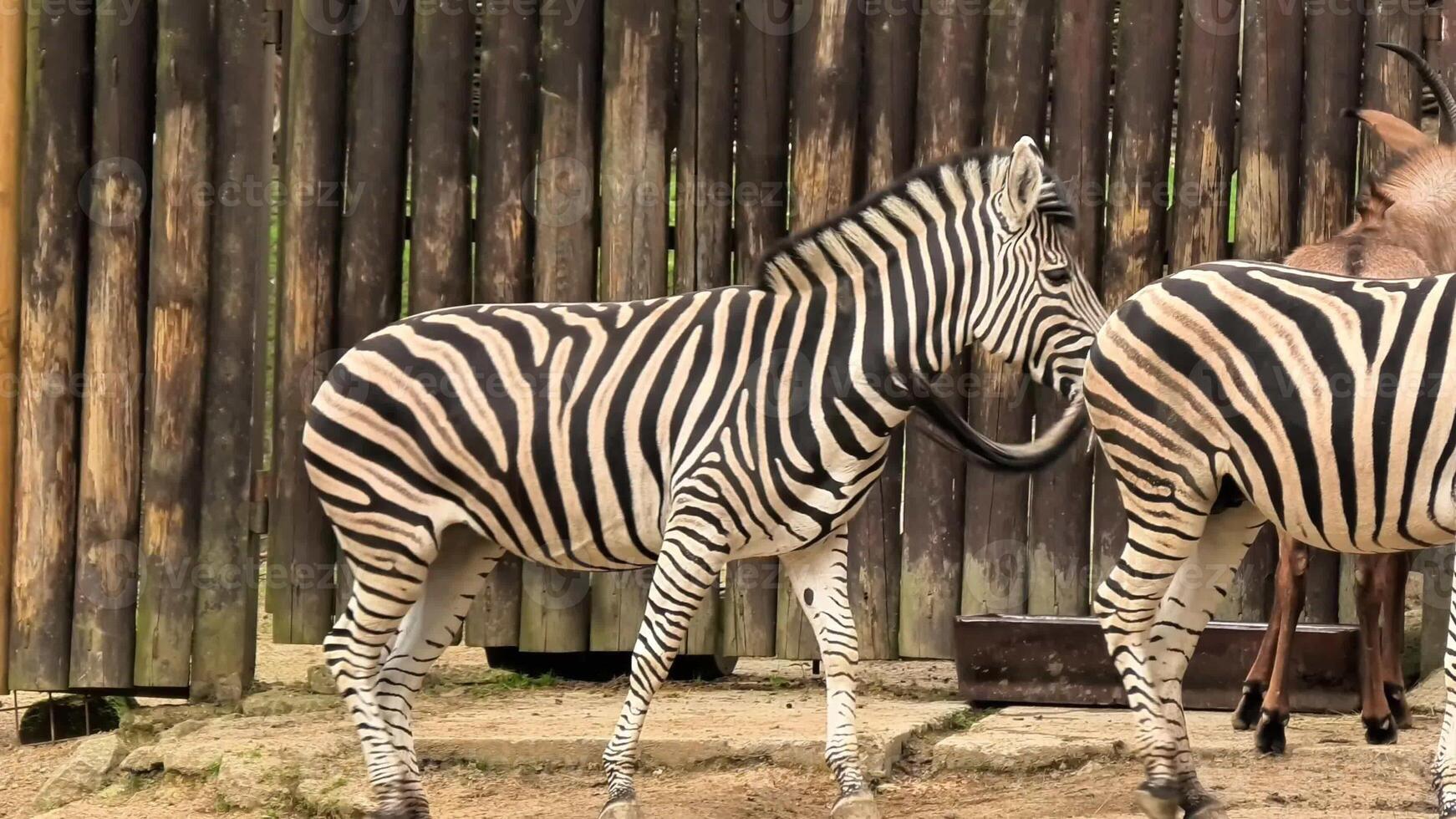 Watch these beautiful zebras interacting in their natural habitat, showcasing vivid stripes and behavior. photo