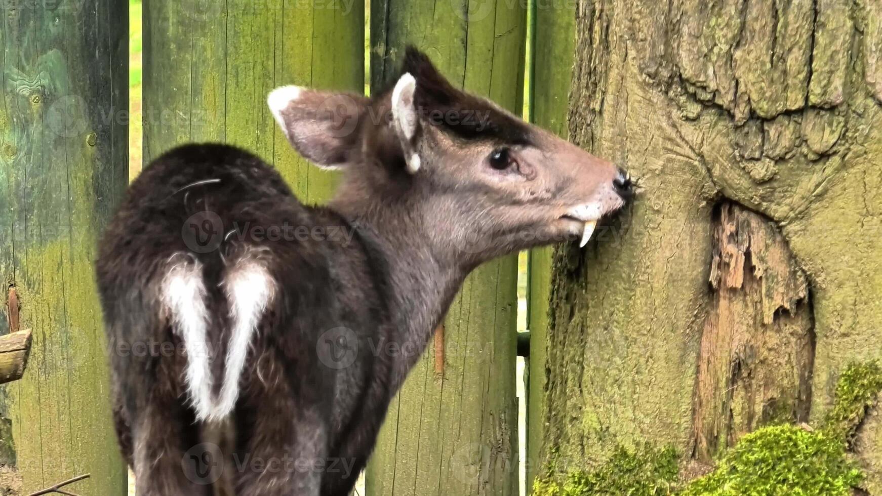 In a vibrant and lush environment, a young deer curiously examines and interacts with tree bark around it photo