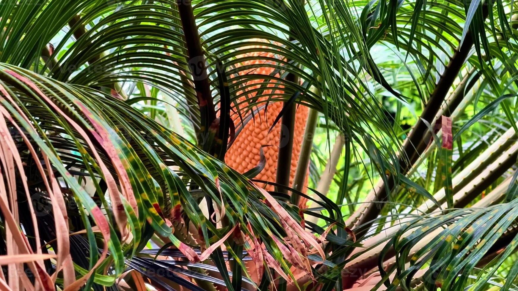 A stunning view of lush palm foliage with vibrant patterns and colors in an idyllic tropical setting photo