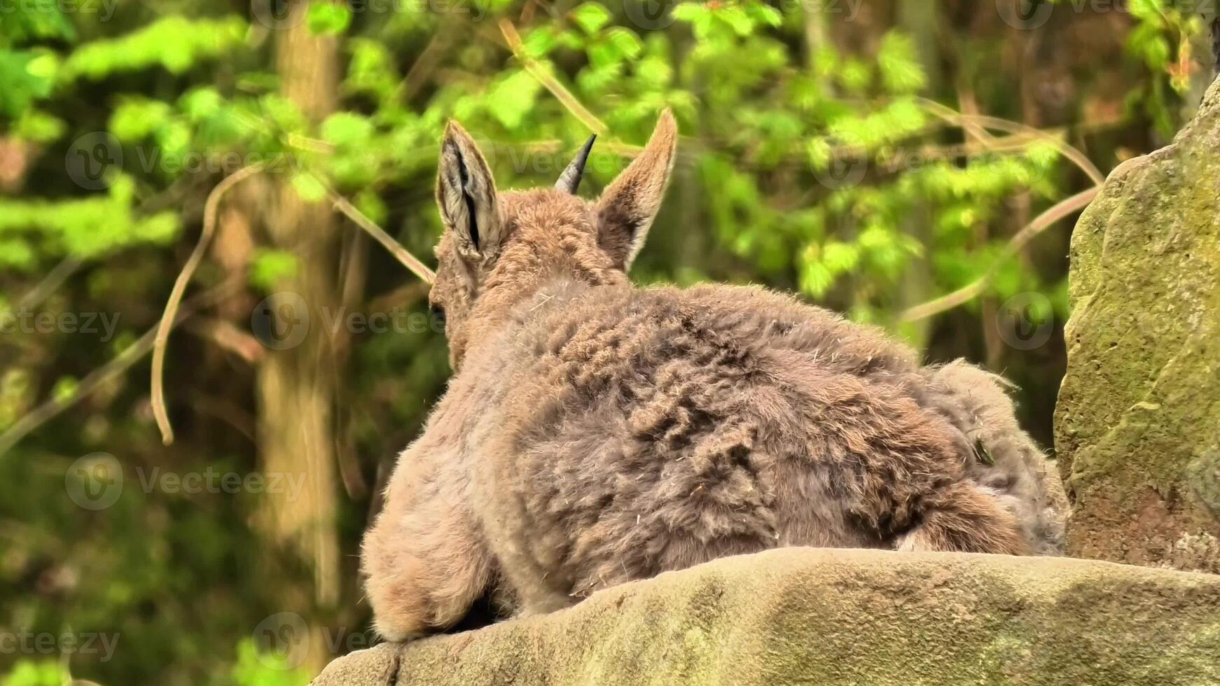 A calm lynx with elegant fur rests on a mossy rock in a tranquil forest, showcasing natures beauty photo